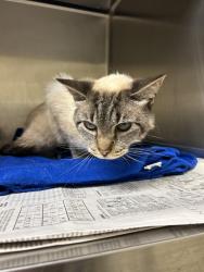 Shelter Stray Female Cat last seen Near Edinburgh Drive, VIRGINIA BEACH, VA, 23452, 341 S Birdneck Rd, Virginia Beach, VA 23451, USA