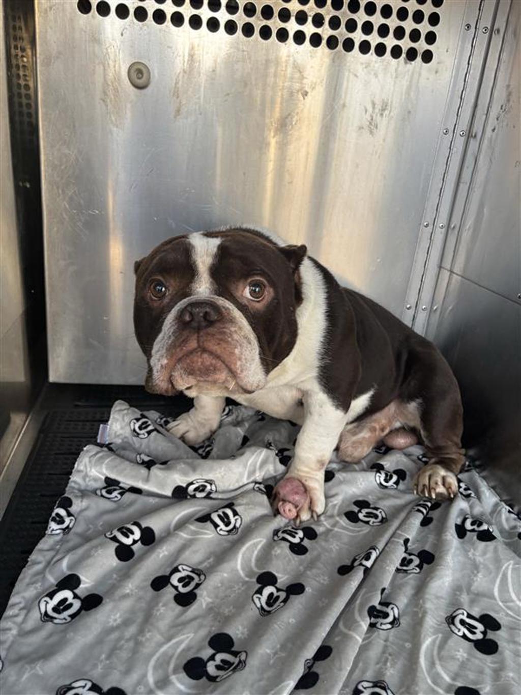 Shelter Stray Male Dog last seen Bolm Road, AUSTIN, TX, 78721, 7201 Levander Loop bldg a, Austin, TX 78702, USA