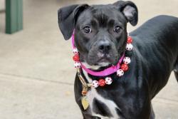 Shelter Stray Female Dog last seen Near Richmond Terrace, STATEN ISLAND, NY, 10301, 3139 Veterans Rd W, Staten Island, NY 10309, USA