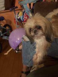 Reunited Female Dog last seen near rosemont parl, Fort Worth, TX 76115