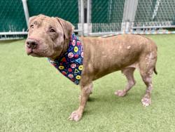 Shelter Stray Male Dog last seen Apt 12B,705 Gerard Crescent, BRONX, NY, 10451, 326 E 110th St, New York, NY 10029, USA