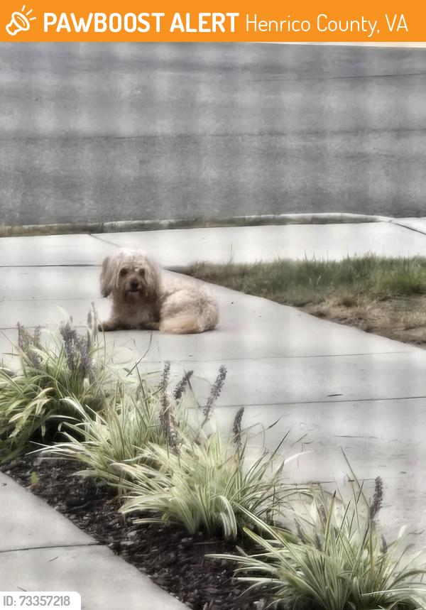 Found/Stray Unknown Dog last seen Wistar Glen Dr and Wistar Road, Henrico County, VA 23228