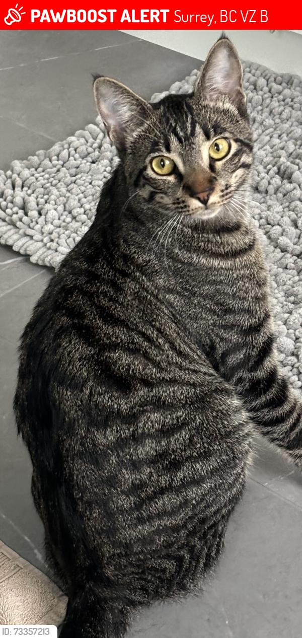Lost Male Cat last seen 160th street and 35a Ave, Surrey, BC V3Z 0B1