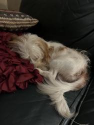 Found/Stray Male Dog last seen He was found at Milliken , The Dewey Plant, SC-357, SC 29365