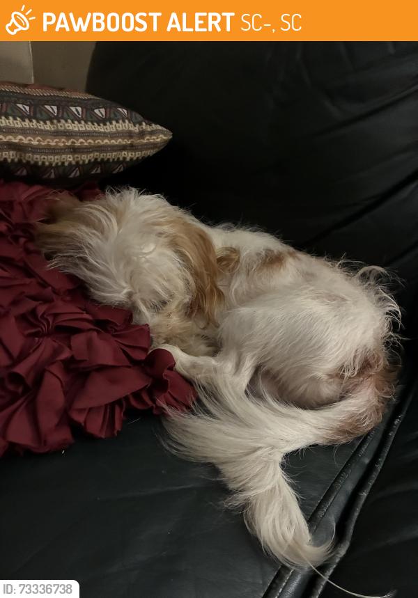 Found/Stray Male Dog last seen He was found at Milliken , The Dewey Plant, SC-357, SC 29365