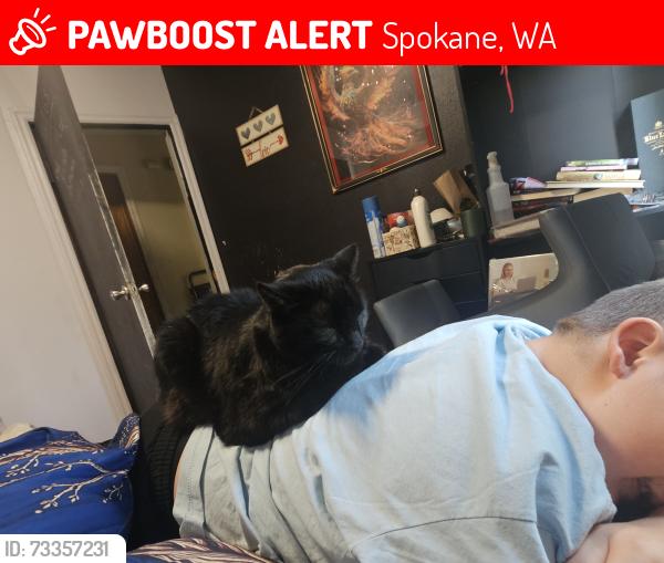 Lost Male Cat last seen Trent Ave and Locust Rd, Spokane, WA 99206