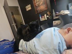 Lost Male Cat last seen Trent Ave and Locust Rd, Spokane, WA 99206