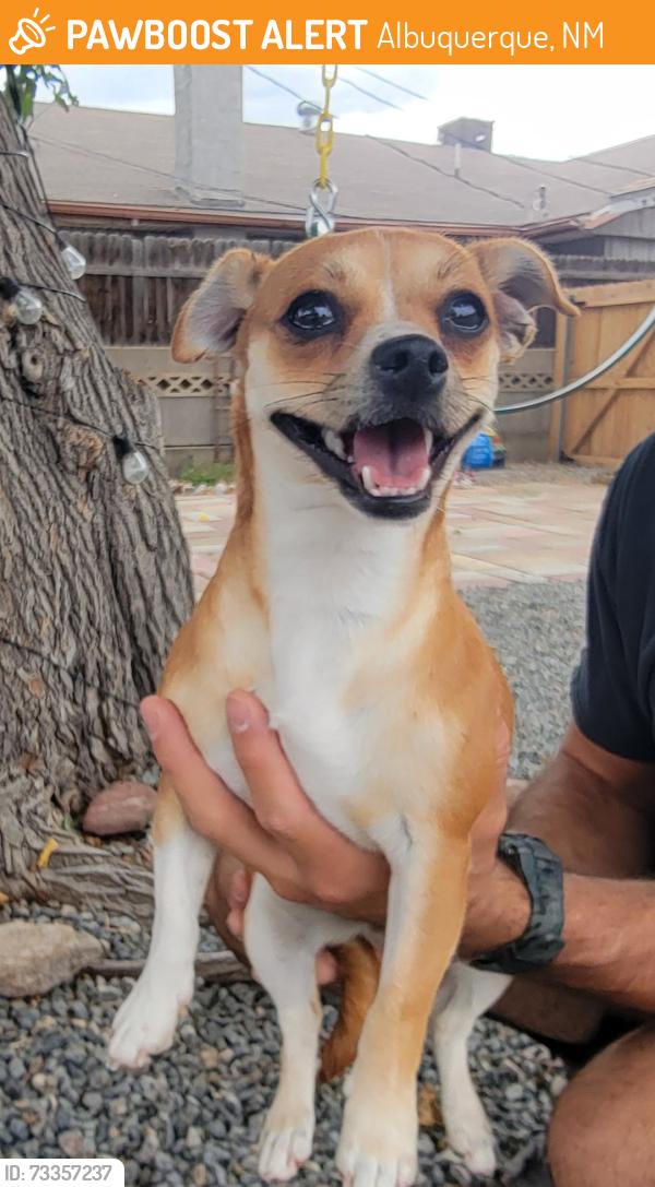 Found/Stray Female Dog last seen Tramway and copper, Albuquerque, NM 87123