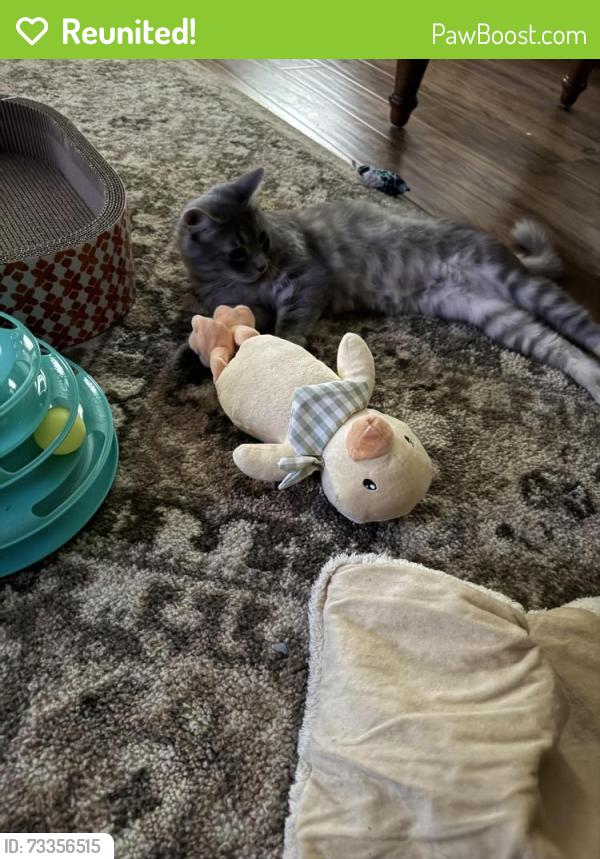 Reunited Female Cat last seen Jeanette Street, Lois Circle, Hurd Ave, Monroe, CT 06468