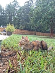 Found/Stray Unknown Cat last seen Martin lakes dr, Jacksonville, FL 32220