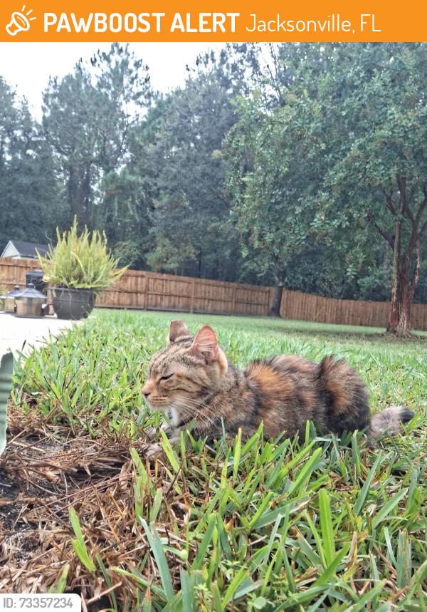 Found/Stray Unknown Cat last seen Martin lakes dr, Jacksonville, FL 32220