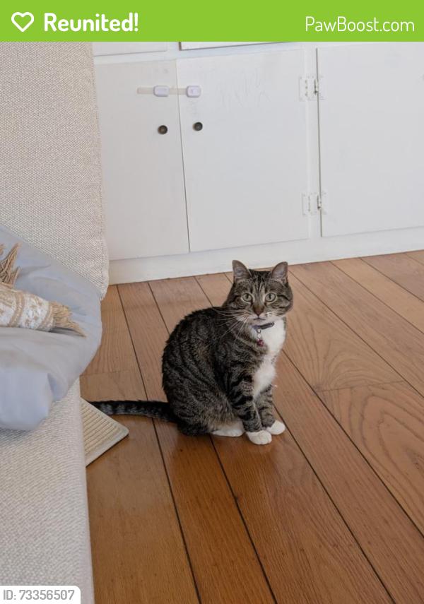 Reunited Female Cat last seen Lincoln Middle School, Alameda, CA 94501