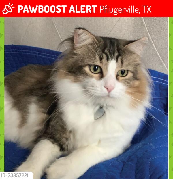 Lost Male Cat last seen Hidden Lake, Pflugerville, TX 78660