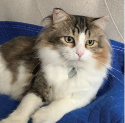 Lost Male Cat last seen Hidden Lake, Pflugerville, TX 78660