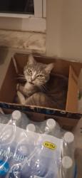 Reunited Female Cat last seen Temple terrace hwy and Davis, Tampa, FL 33637