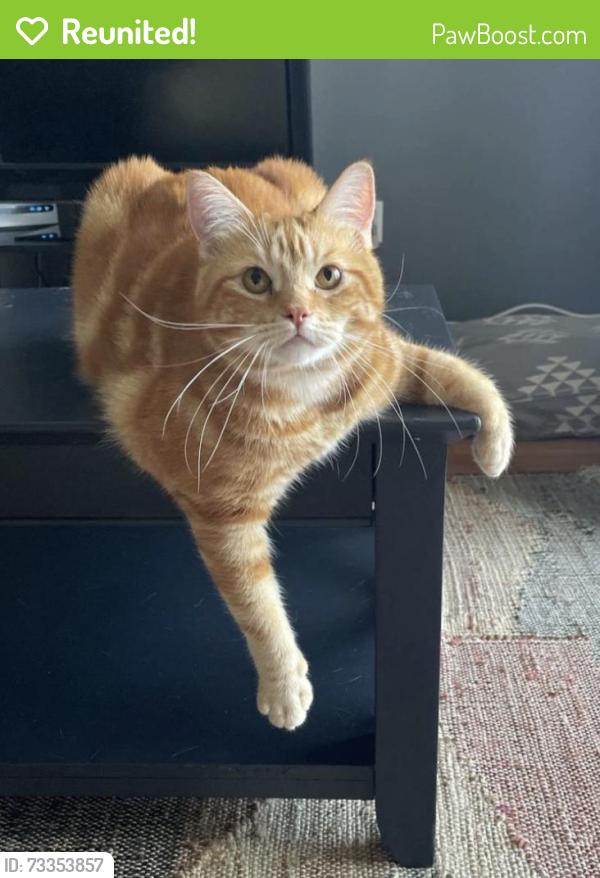 Reunited Male Cat last seen Oxford and wonderland, London, ON N6H 4T7