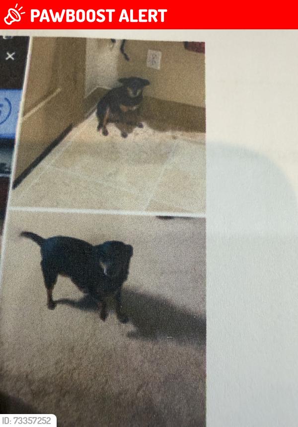 Lost Female Dog last seen Not Stated, Montgomery County, TX 77316