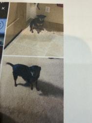 Lost Female Dog last seen Not Stated, Montgomery County, TX 77316