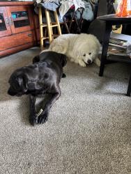 Lost Female Dog last seen Alameda, University Place, WA 98467