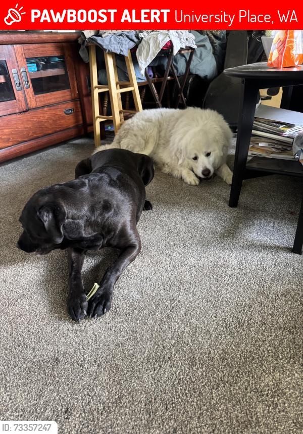 Lost Female Dog last seen Alameda, University Place, WA 98467
