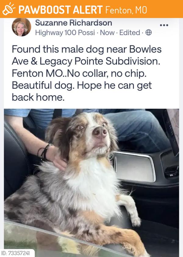 Found/Stray Male Dog last seen Bowles Avenue and Legacy Pointe Lane, Fenton, MO 63026
