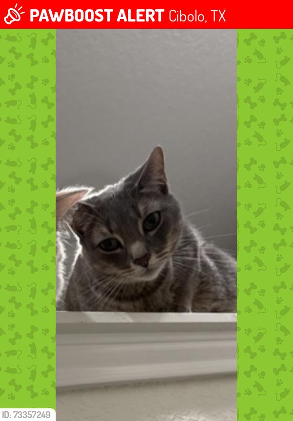 Lost Male Cat last seen Landmark Point, Cibolo, TX 78108