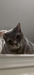 Lost Male Cat last seen Landmark Point, Cibolo, TX 78108