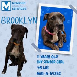Shelter Stray Female Dog last seen , 2350 Appling City Cove, Memphis, TN 38133, USA