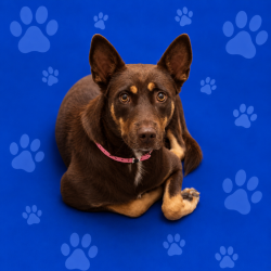 Shelter Stray Female Dog last seen , 2350 Appling City Cove, Memphis, TN 38133, USA