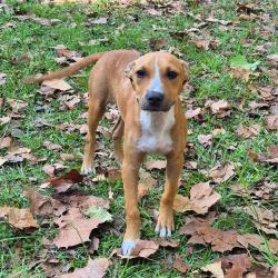Shelter Stray Female Dog last seen , 4900 Milgen Rd, Columbus, GA 31907, USA