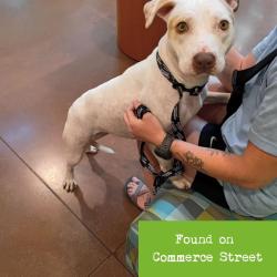 Shelter Stray Female Dog last seen , 1211 Old Graves Mill Rd, Lynchburg, VA 24502, USA
