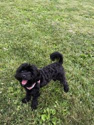 Lost Female Dog last seen Heather Hollow Circle & Lockwood Dr., Silver Spring, MD 20904