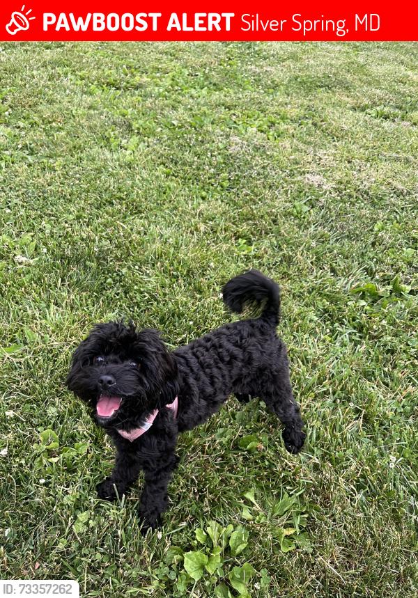 Lost Female Dog last seen Heather Hollow Circle & Lockwood Dr., Silver Spring, MD 20904