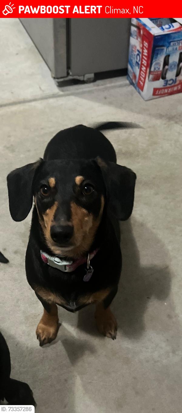Lost Female Dog last seen Running through yard of 3746 fairview road, pleasant garden, NC, Pleasant Garden, NC 27313