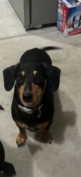 Lost Female Dog last seen Running through yard of 3746 fairview road, pleasant garden, NC, Pleasant Garden, NC 27313