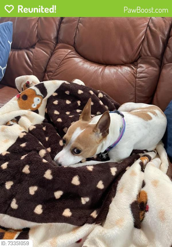 Reunited Male Dog last seen Hole #2 on Laurel Valley Nine of Arnold Palmer golf course, The Villages, FL 32162