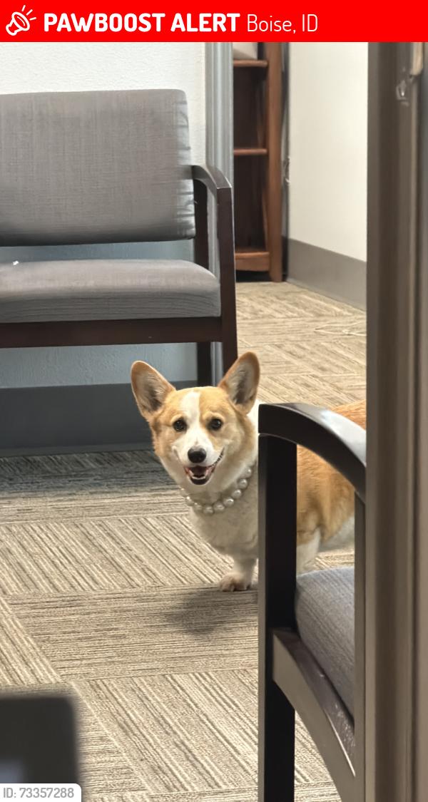 Lost Female Dog last seen W Goddard rd, Boise, ID 83704
