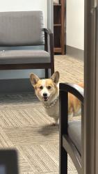 Lost Female Dog last seen W Goddard rd, Boise, ID 83704
