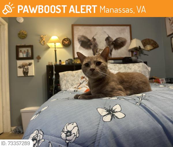Found/Stray Female Cat last seen Sudley rd and Rolling rd, Manassas, VA 20110