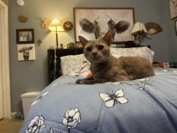 Found/Stray Female Cat last seen Sudley rd and Rolling rd, Manassas, VA 20110
