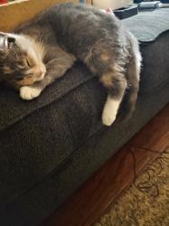 Lost Female Cat last seen Off of Old Oakland Rd n Brooksville Ky. Close to Powersville, Brooksville, KY 41004
