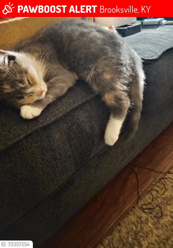 Lost Female Cat last seen Off of Old Oakland Rd n Brooksville Ky. Close to Powersville, Brooksville, KY 41004