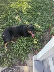 Found/Stray Female Dog last seen Military base, San Antonio, TX 78207