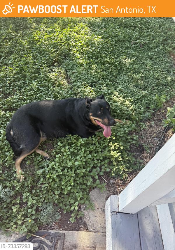 Found/Stray Female Dog last seen Military base, San Antonio, TX 78207