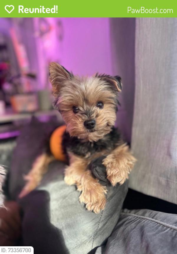 Reunited Male Dog last seen Near Country Roads Cir, Stockbridge, GA 30281, USA, Stockbridge, GA 30281