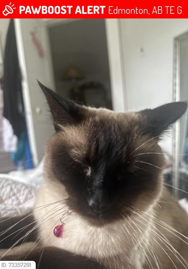 Lost Female Cat last seen Near ave and 104 Street nw Edmonton, Edmonton, AB T6E 4G5