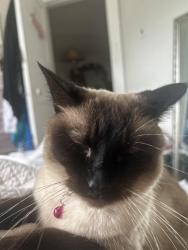Lost Female Cat last seen Near ave and 104 Street nw Edmonton, Edmonton, AB T6E 4G5