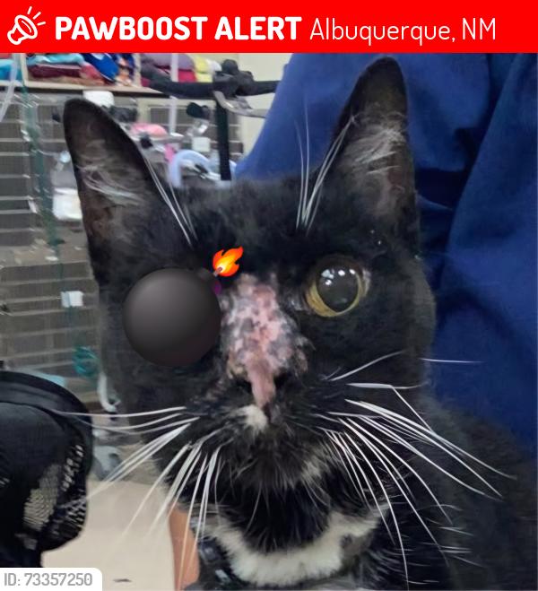 Lost Female Cat last seen Forrester Street NW and Mountain Road NW, Albuquerque, NM 87102