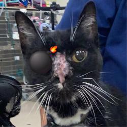 Lost Female Cat last seen Forrester Street NW and Mountain Road NW, Albuquerque, NM 87102