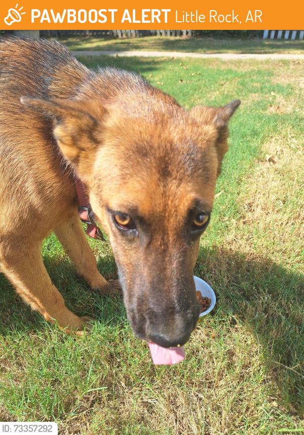 Found/Stray Female Dog last seen Centennial Park, Little Rock, AR 72202